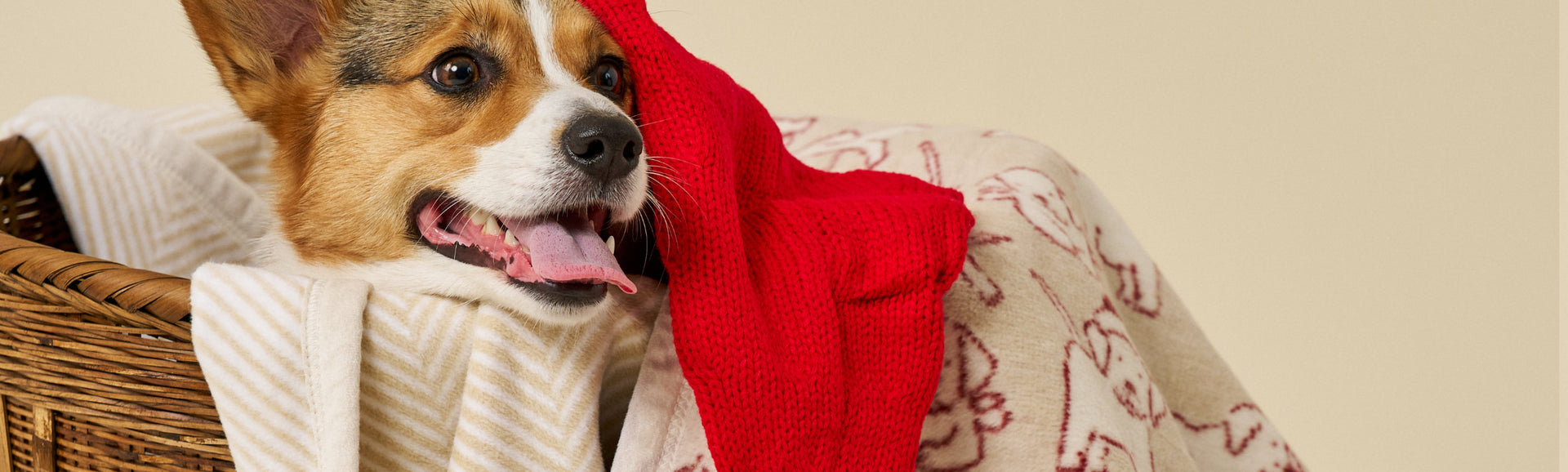 Holidays For Pets